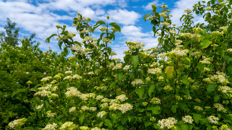 Blackhaw viburnum as a shrub