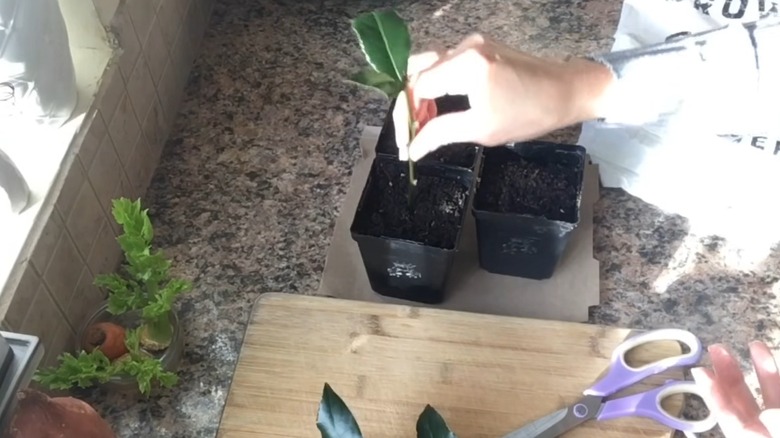 Potting sweet bay in a new container