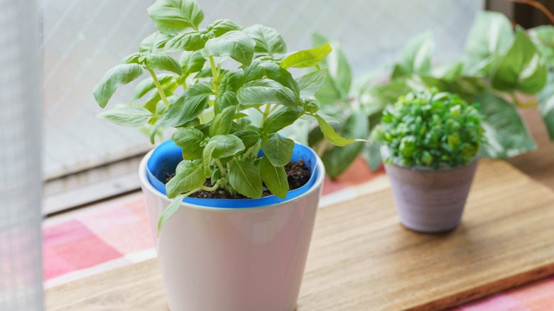 Sweet bay plant in a white container on a windowsill