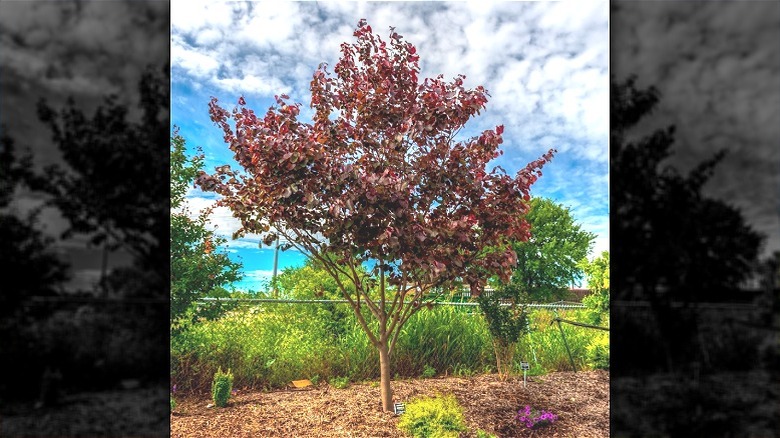'Merlot' redbud tree with dark red leaves in a fenced garden.