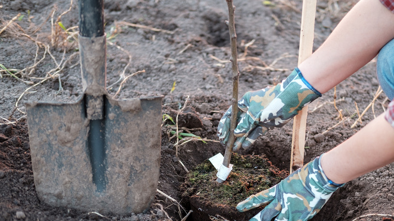 A gardener plants a tree sapling in a freshly dug hole in a garden bed.