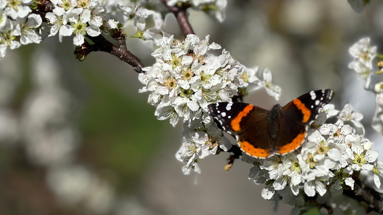 A red admiral butterfly on a plum tree with white flowers.