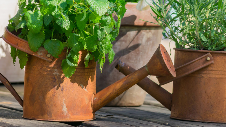 Herbs planted in old rusty metal watering cans.