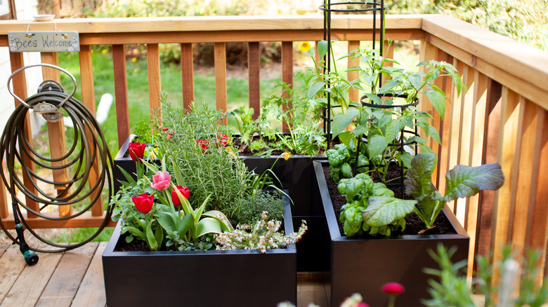 A balcony container garden full of herbs and vegetables.