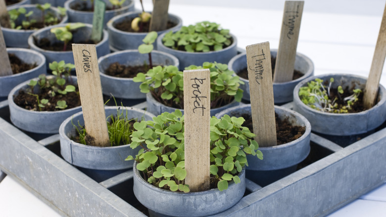 Herbs planted in plastic pots with plant labels nestled into slots in a metal raised garden bed on a wooden deck.