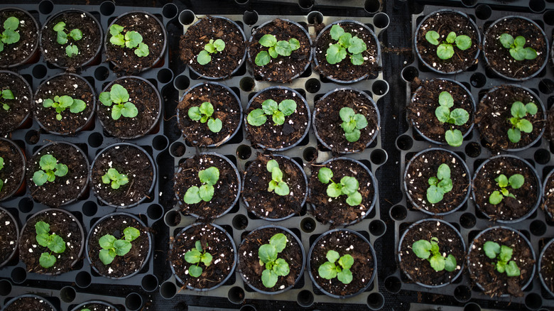 Trays of plastic garden pots with young seedlings sprouting from the soil