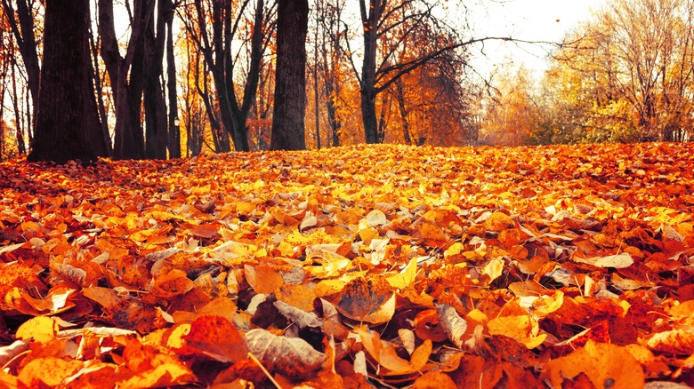 Pile of leaves