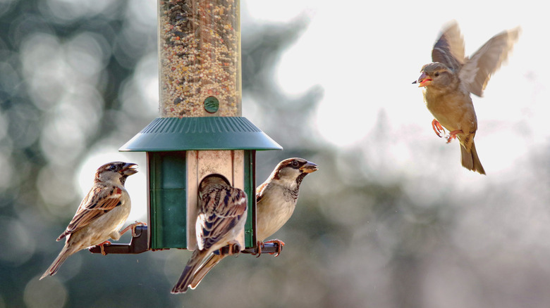Sparrows eating from a bird feeder