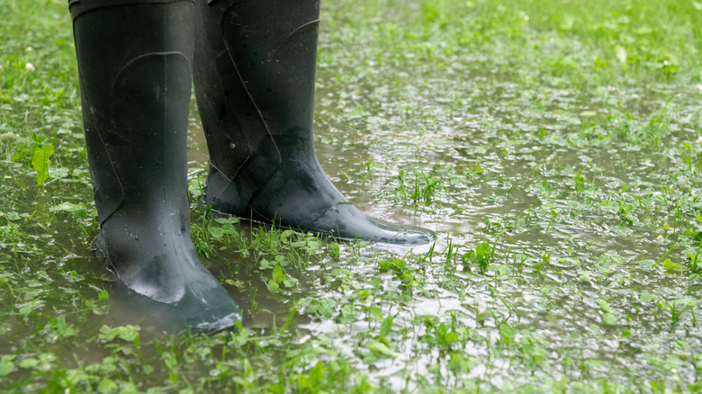 Person in rain boots standing in a puddle in the yard