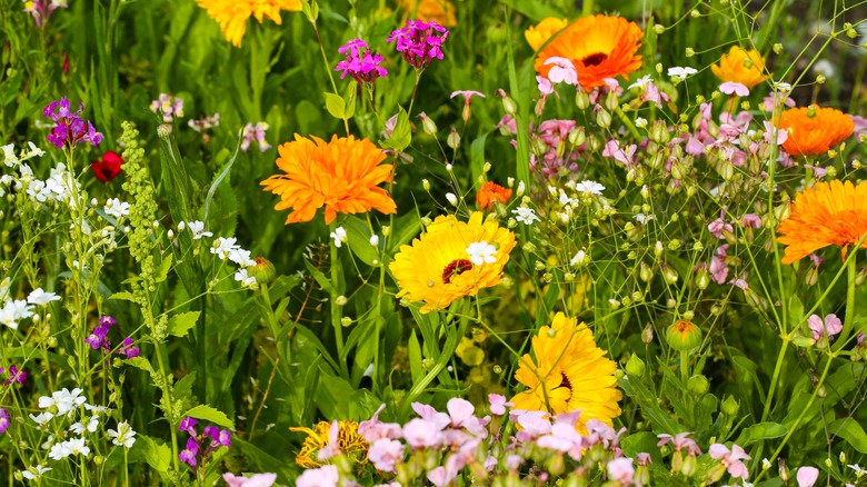 Colorful flowers blooming in a wildflower meadow