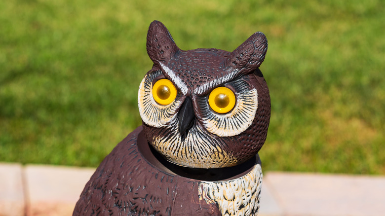 A decoy owl sitting in a backyard.