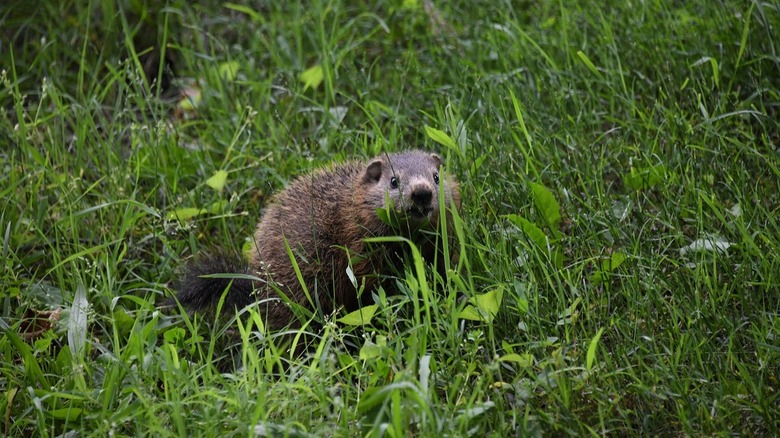 groundhog in tall grass