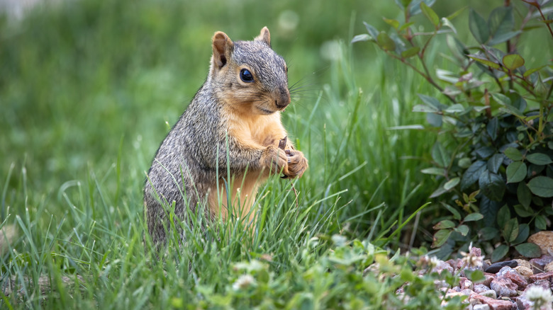 Squirrel in garden