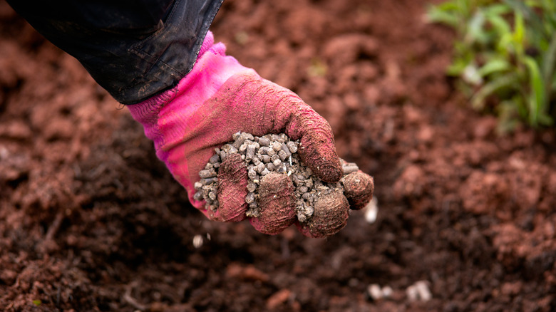 Person holding chicken manure
