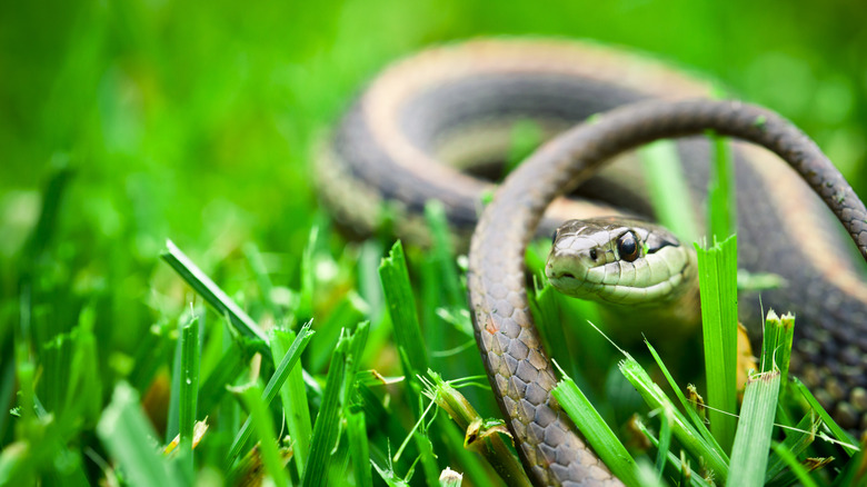 A garden snake laying in grass.