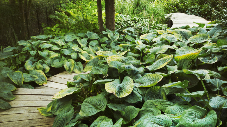 Garden path covered with hostas