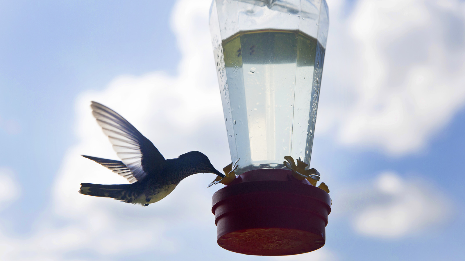 The Sneaky Hummingbird Nectar Recipe Your Neighbors Will Want To Know
