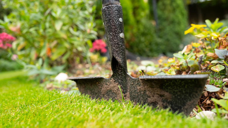 A gardener using a lawn edger in a very well-manicured lawn