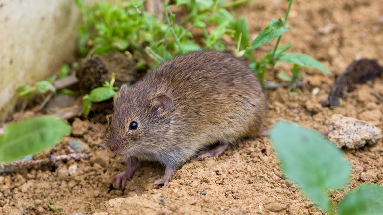A vole in the dirt in a garden