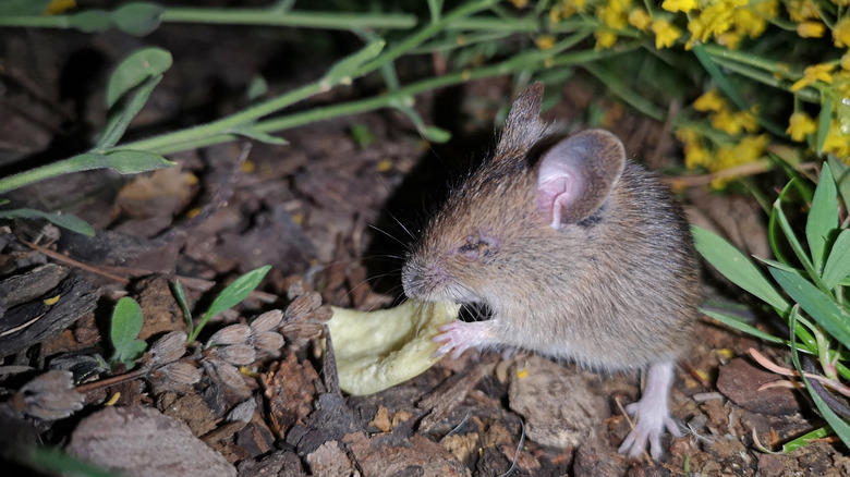A vole eating a chip on an over-mulched garden bed