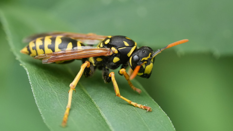 Yellowjacket on a green leaf