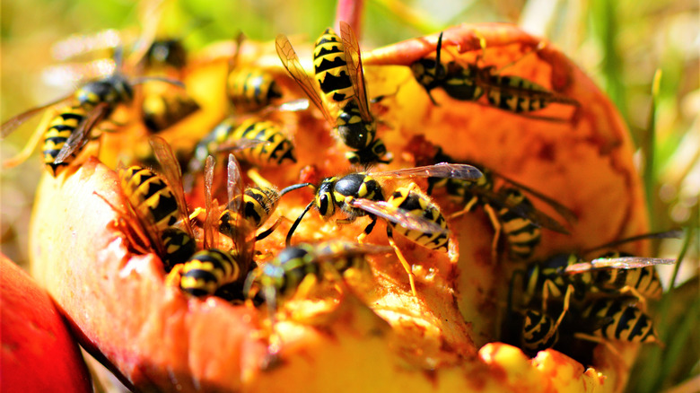 Yellowjackets eating a ripe apple