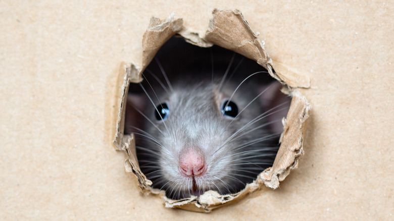 Mouse poking head through hole