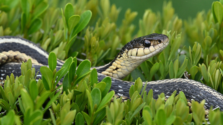 A snake in some foliage