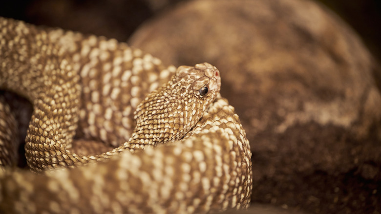 A rattlesnake rests near a rock