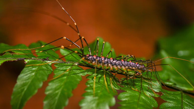 A house centipede crawling on a leaf.