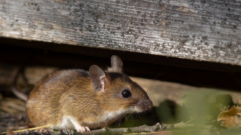 A close-up shot of a yellow-necked mouse