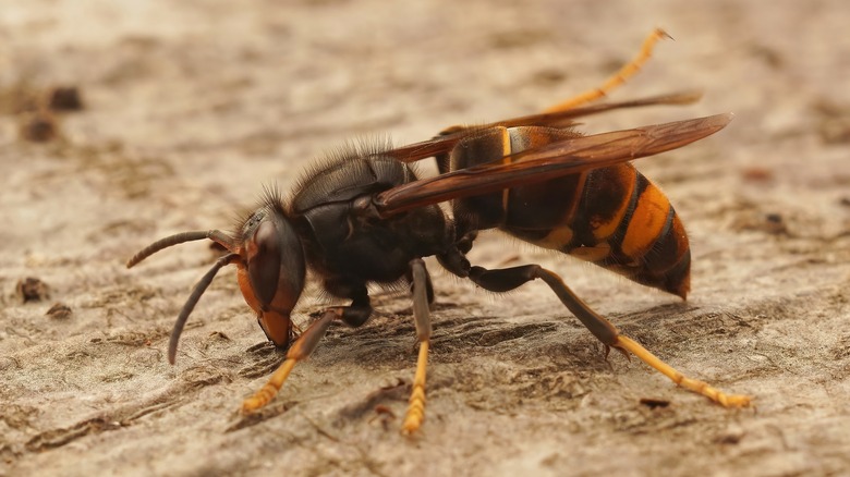 Wasp closeup