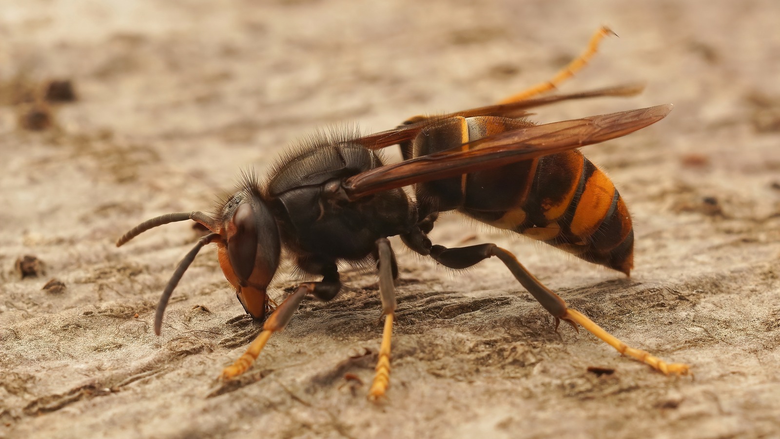 The Sneaky Way Wasps Are Getting In Your Home (And How To Prevent It)