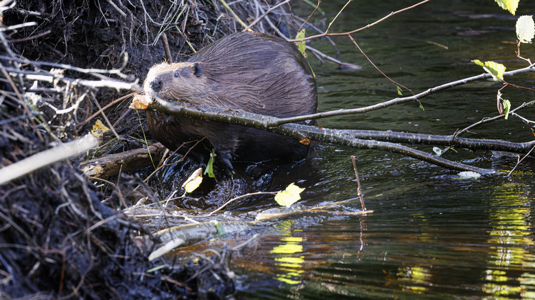A brown beaver building a dam