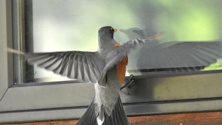 A robin flying while looking at its reflection in a window