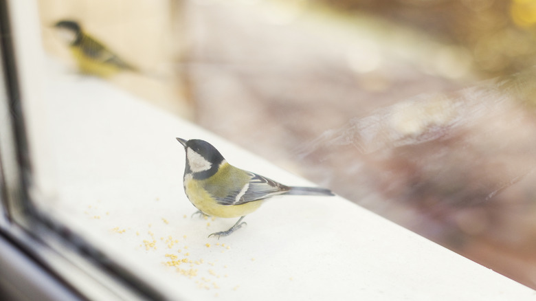 A small black, white, and yellow bird sits on a windowsill outside a window