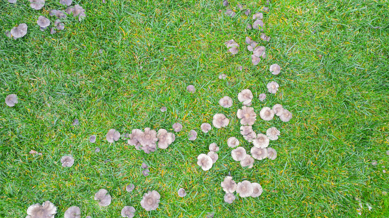 Fungal disease in a lawn