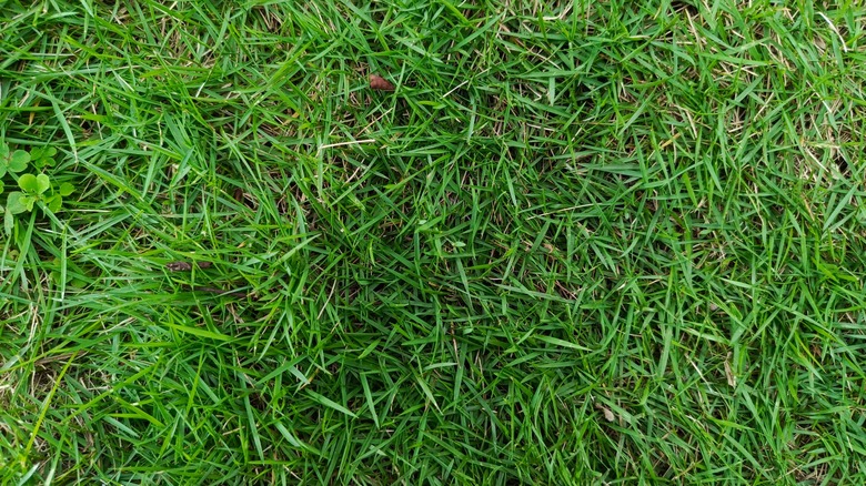 Emerald zoysia grass close-up