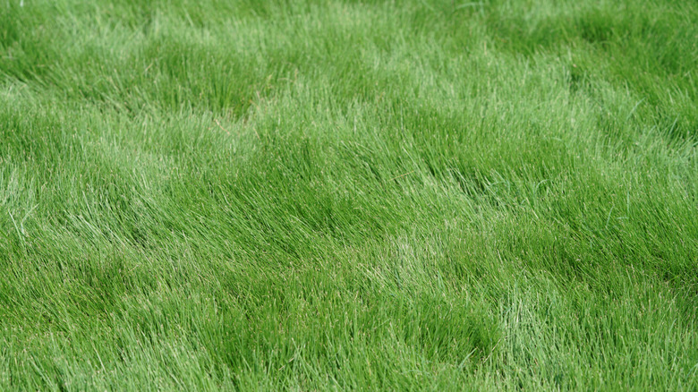 Zeon zoysia grass