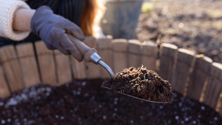 woman's gloved hand holding garden trowel of soil over a raised bed