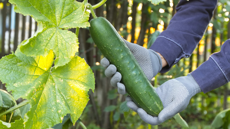 Hand holding a ripe cucumber in garden