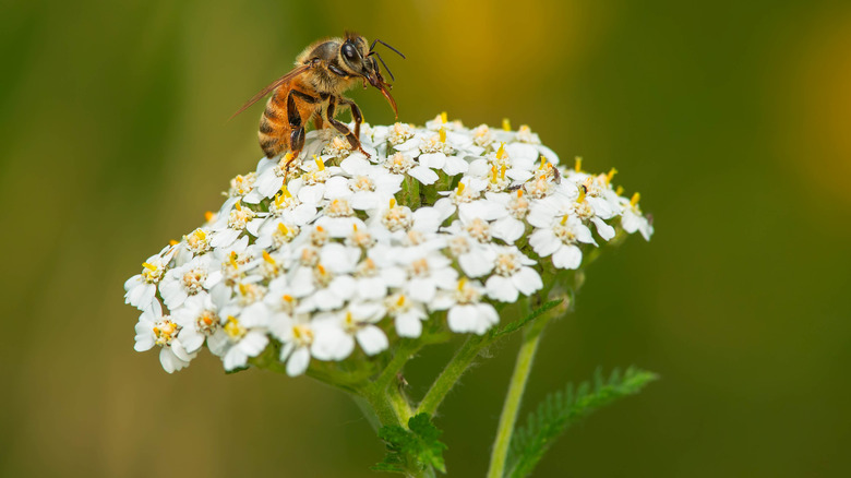 Honeybee sitting on white yarrow flower