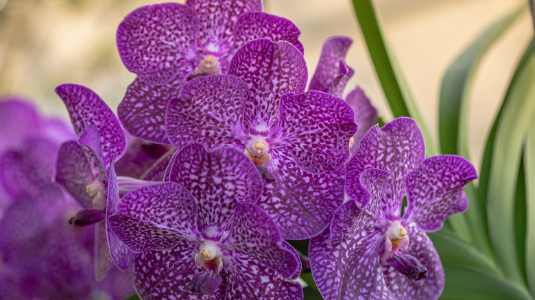 A vanda orchid blooms during the rainy season