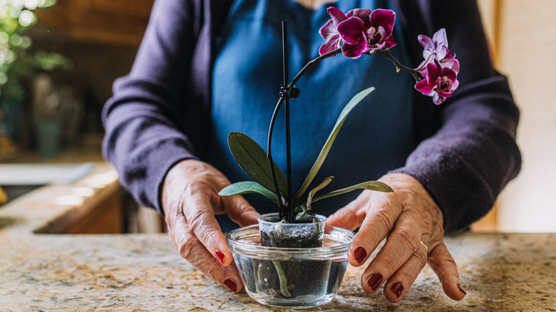 A senior person with painted nails holds a glass container where a purple orchid is soaking up water