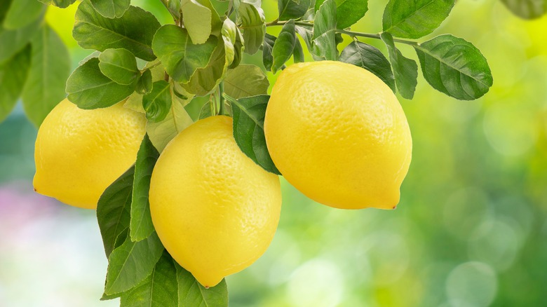 woman looking for fruit