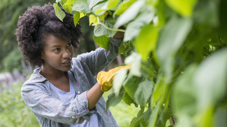 Woman picking green beans in the garden