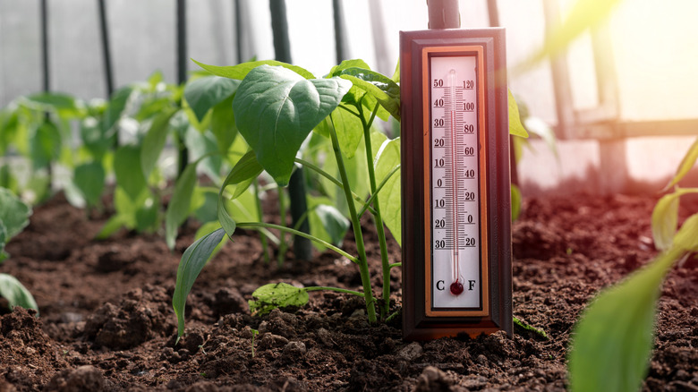 Soil thermometer taking soil temperature next to seedlings