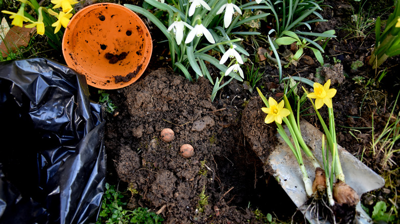 person planting flowering daffodils bulbs