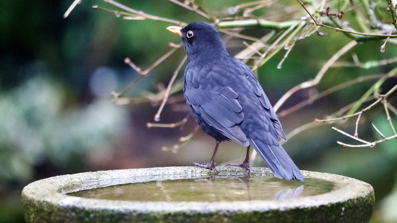 Bird perched on the edge of a bird bath