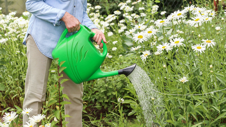 Gardener with watering can watering chamomile flowers
